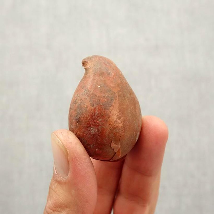 Amostra de Tulipa Triunfo Angela Merkel Bulbo Calibre 10/12 tal como entregue no outono