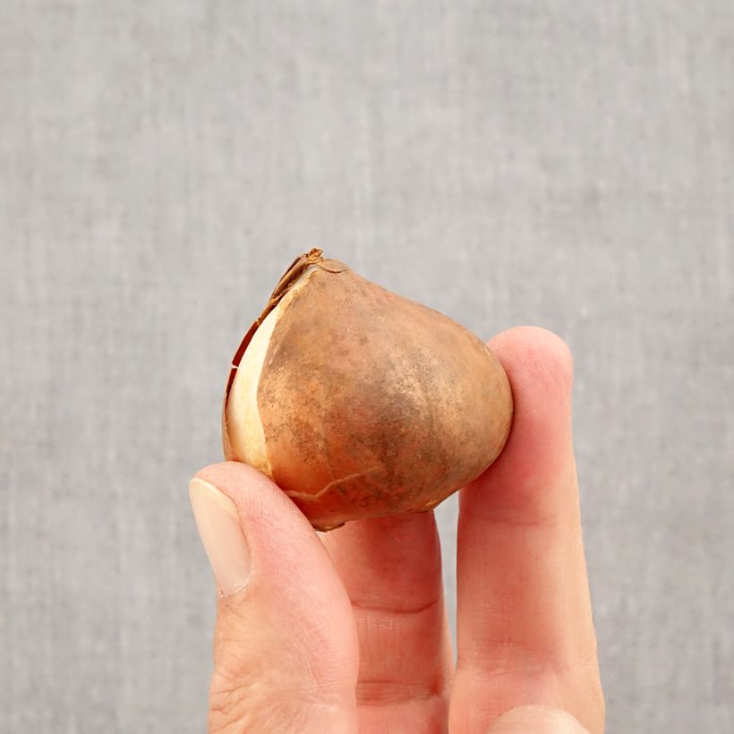 Amostra de Tulipe Triomphe Apricot Favourite Bulbe Kaliber/Größe 11+ tal como entregue no outono