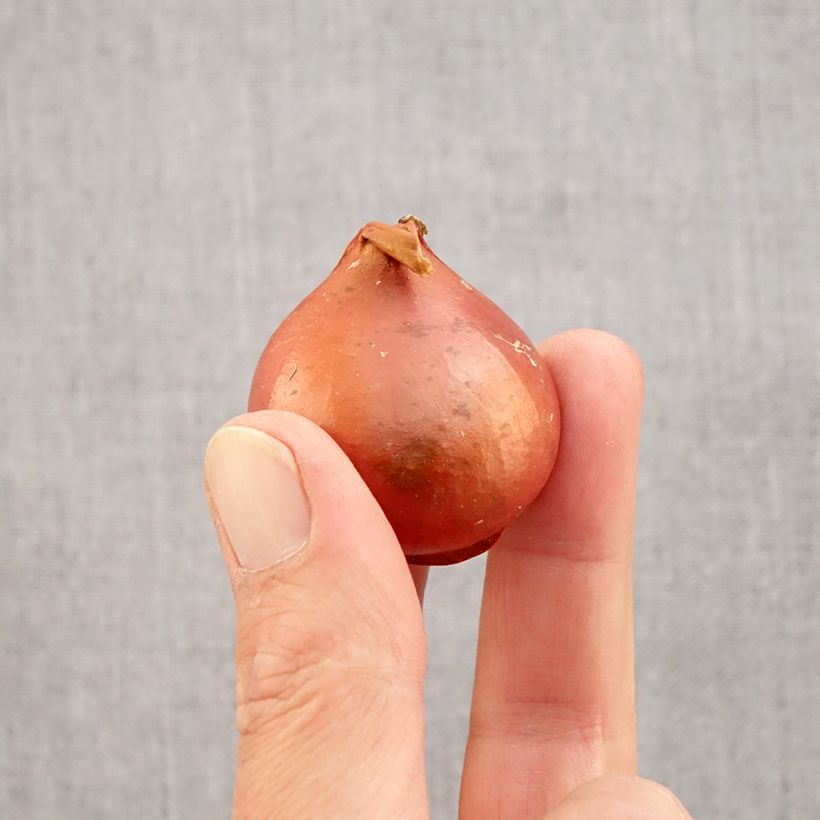 Amostra de Tulipe Triomphe Apricot Foxx Bulbo size 12 tal como entregue no outono