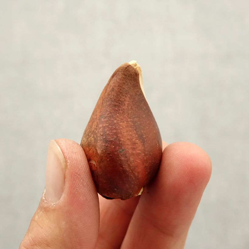 Amostra de Tulipe Triomphe Beau Monde Bulbe Kaliber/Größe 10+ tal como entregue no outono