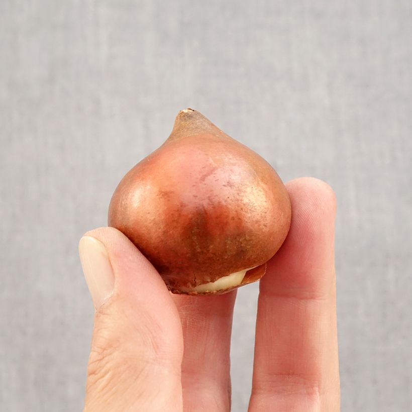 Amostra de Tulipe Triomphe Black Charm Bulbe Kaliber/Größe 12 tal como entregue no outono