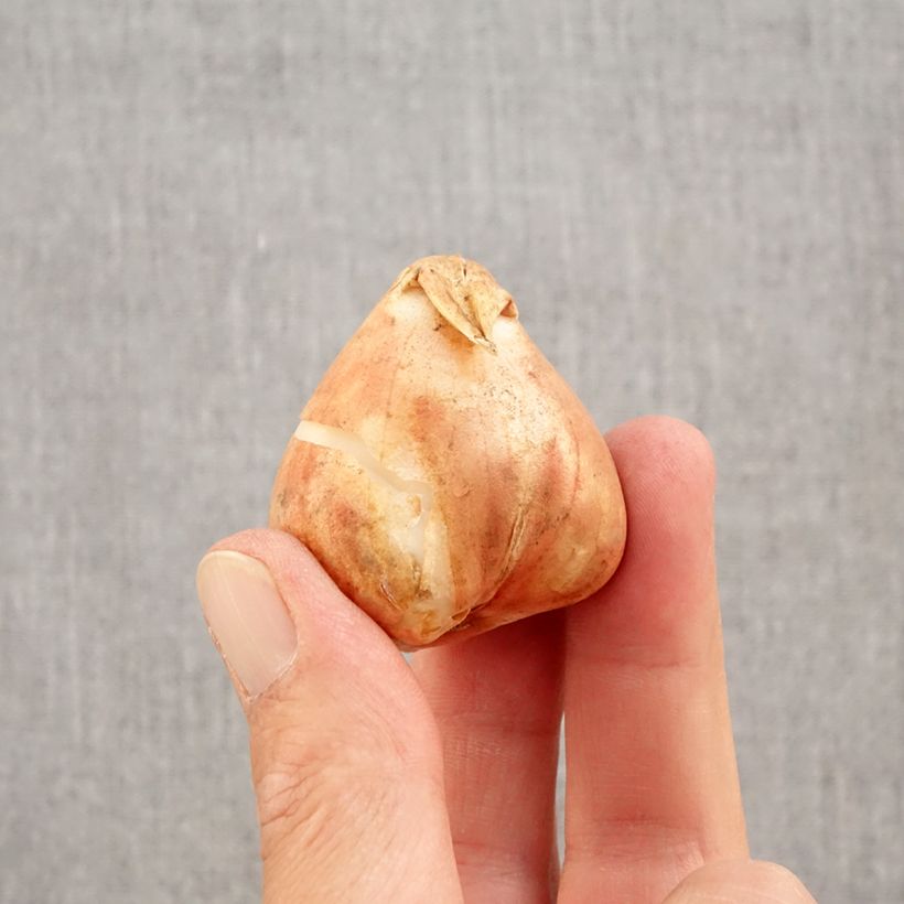 Amostra de Tulipe Triomphe Boston Bulbe Kaliber/Größe 12+ tal como entregue no outono