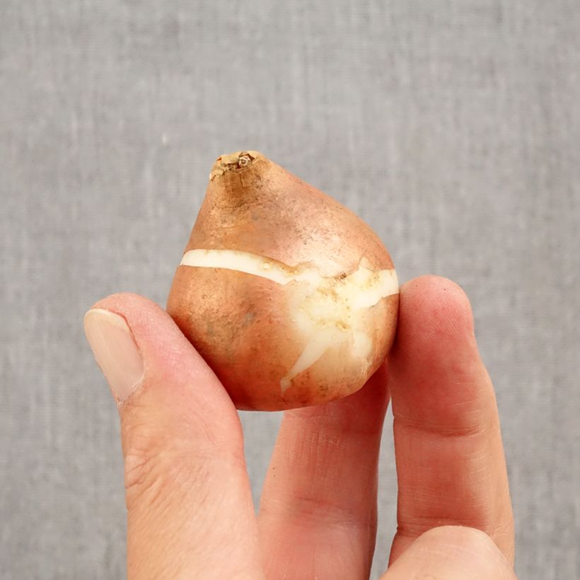 Amostra de Tulipe Triomphe Brown Sugar Bulbe Kaliber/Größe 12+ tal como entregue no outono