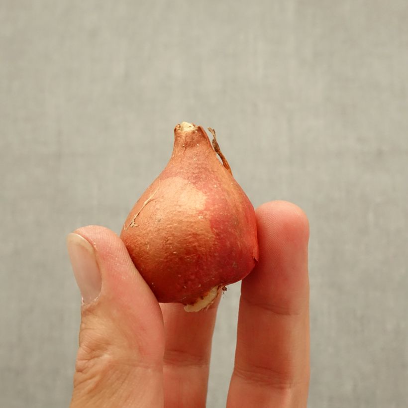 Amostra de Tulipe Triomphe Chansonnette Bulbe Kaliber/Größe 11 tal como entregue no outono