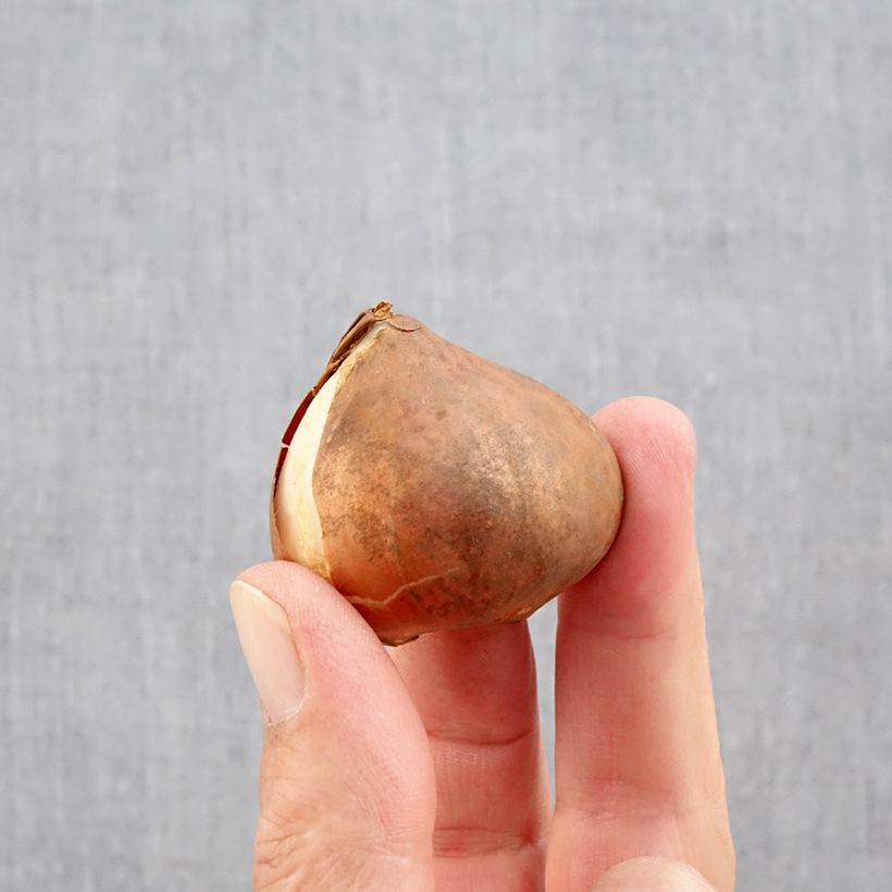 Amostra de Tulipe Triomphe Kyoko Takahashi Bulbe Kaliber/Größe 11/12 tal como entregue no outono