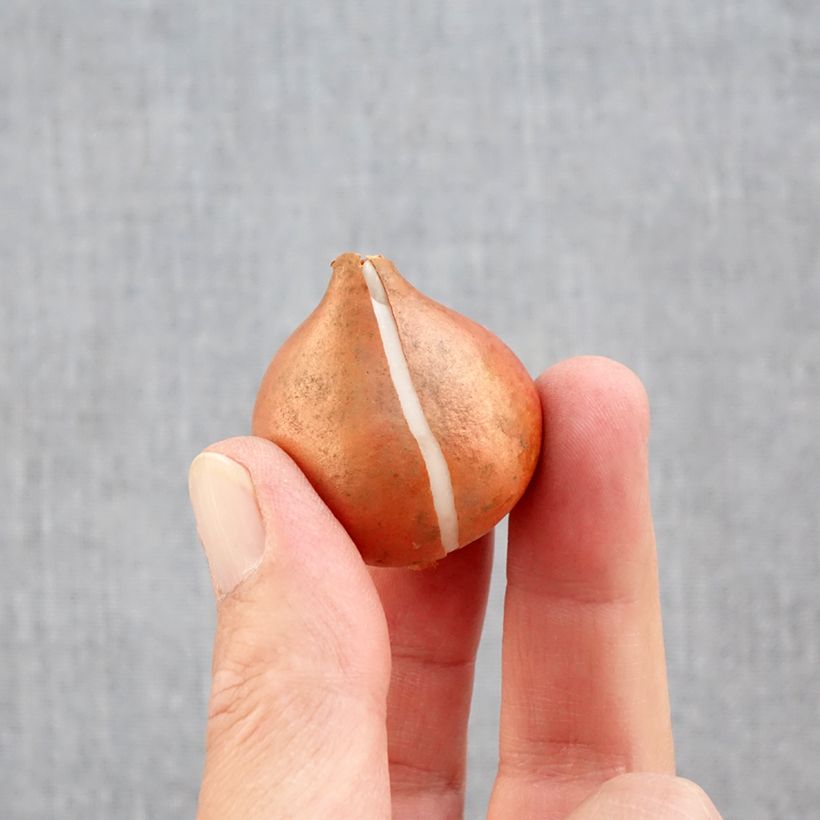 Amostra de Tulipa Triunfo Mango Charm Bulbo Calibre 11+ tal como entregue no outono