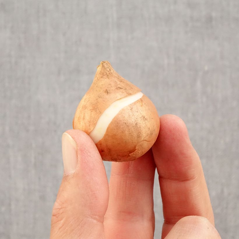 Amostra de Tulipe Triomphe Mistress Bulbe Kaliber/Größe 11/12 tal como entregue no outono