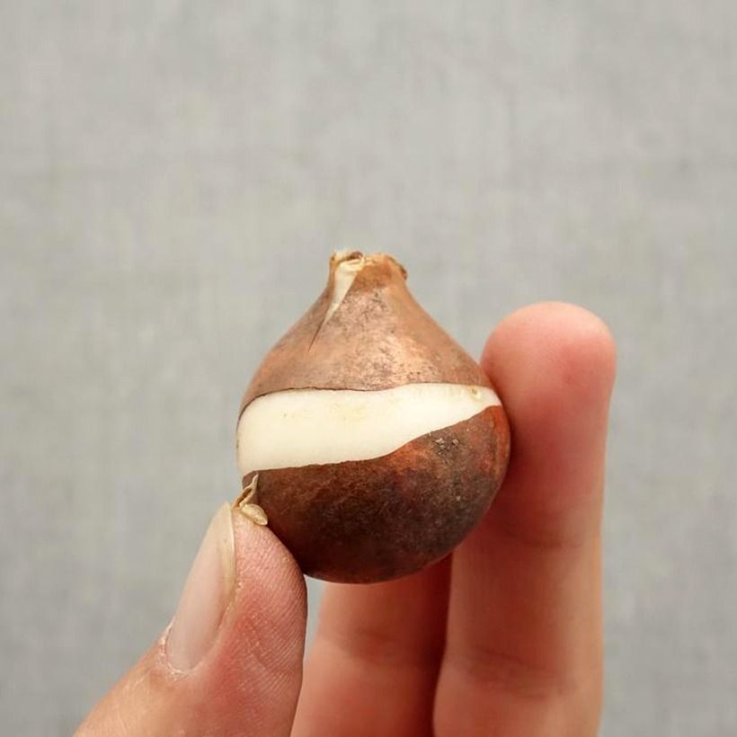 Amostra de Tulipe Triomphe Tom Pouce Bulbe Kaliber/Größe 12+ tal como entregue no outono