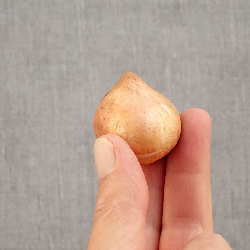 Amostra de Tulipa viridiflora Blushing Artist Bulbo Calibre 11+ tal como entregue no outono