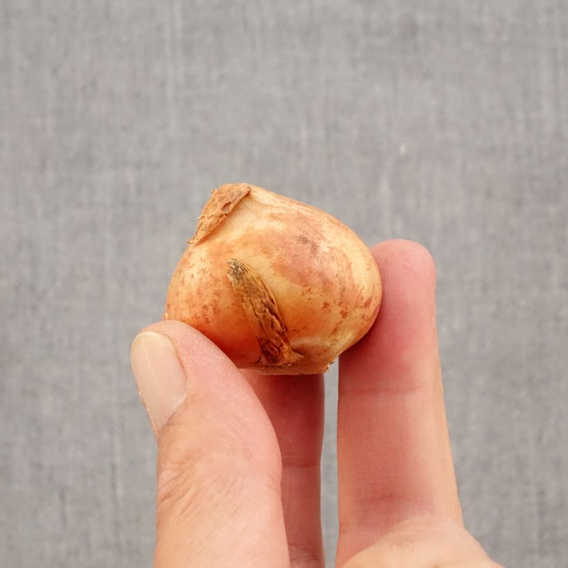 Amostra de Tulipe viridiflora Doll's Minuet Bulbo size 11+ tal como entregue no outono