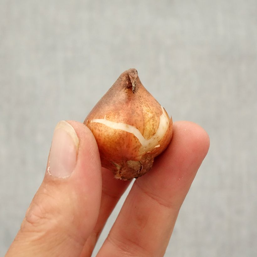 Amostra de Tulipe viridiflora Green River Bulbe Kaliber/Größe 10/12 tal como entregue no outono