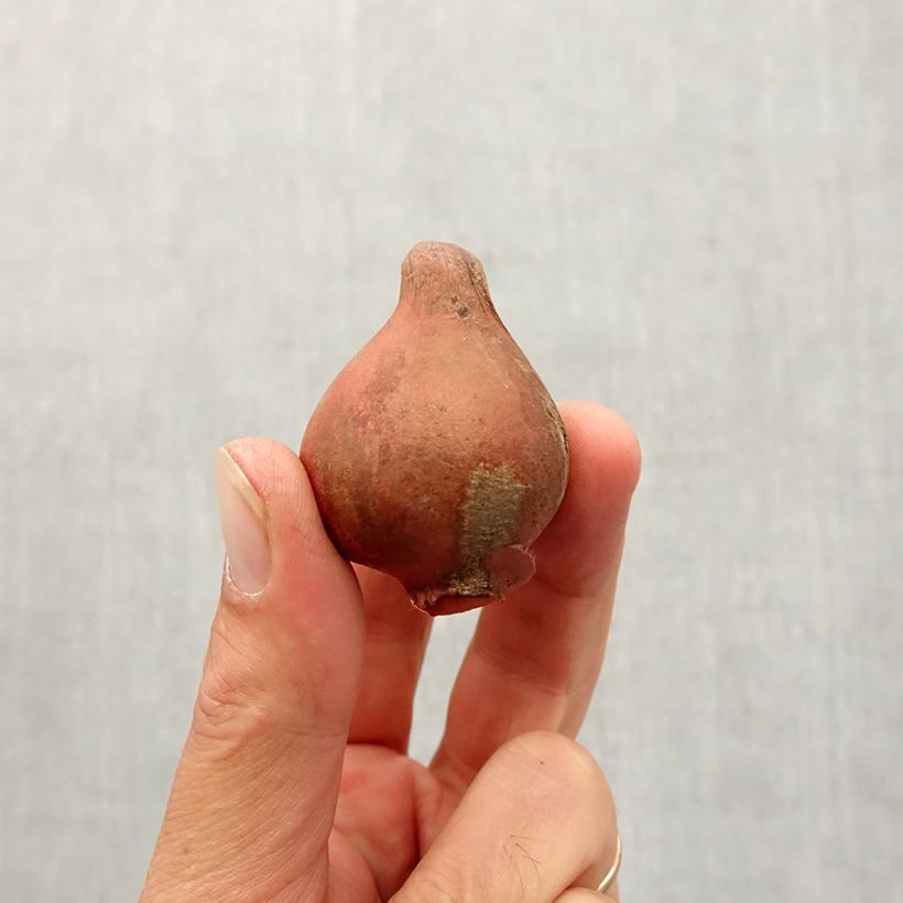 Amostra de Tulipa viridiflora Spring Green Bulbo Calibre 11+ tal como entregue no outono