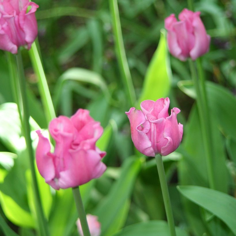 Tulipa Simples tardia Picture (Floração)