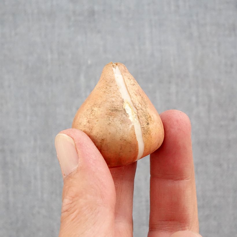 Amostra de Tulipes Darwin en mélange Bulbe Kaliber/Größe 12+ tal como entregue no outono