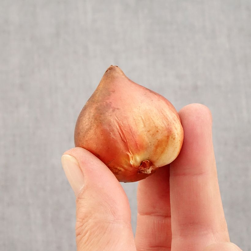 Amostra de Tulipa Dobrada precoce Mix Bulbo Calibre 10+ tal como entregue no outono