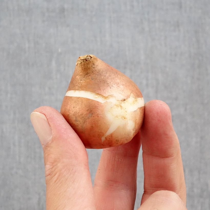 Amostra de Tulipes doubles tardives en mélange Bulbe Kaliber/Größe 12+ tal como entregue no outono