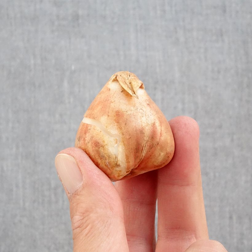 Amostra de Tulipa Papagaio Mix Bulbo Calibre 12+ tal como entregue no outono