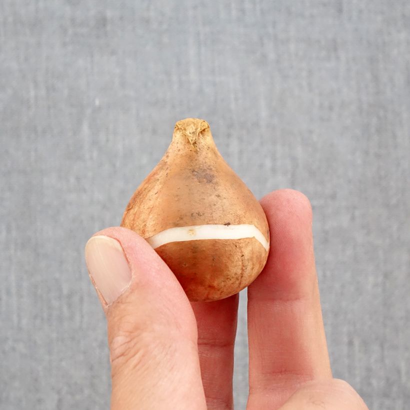 Amostra de Tulipa Rembrandt Rembrandt Mix Bulbo Calibre 12+ tal como entregue no outono