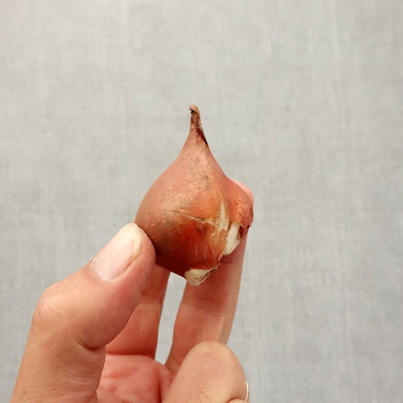 Amostra de Tulipa viridiflora Mix Bulbo Calibre 12+ tal como entregue no outono