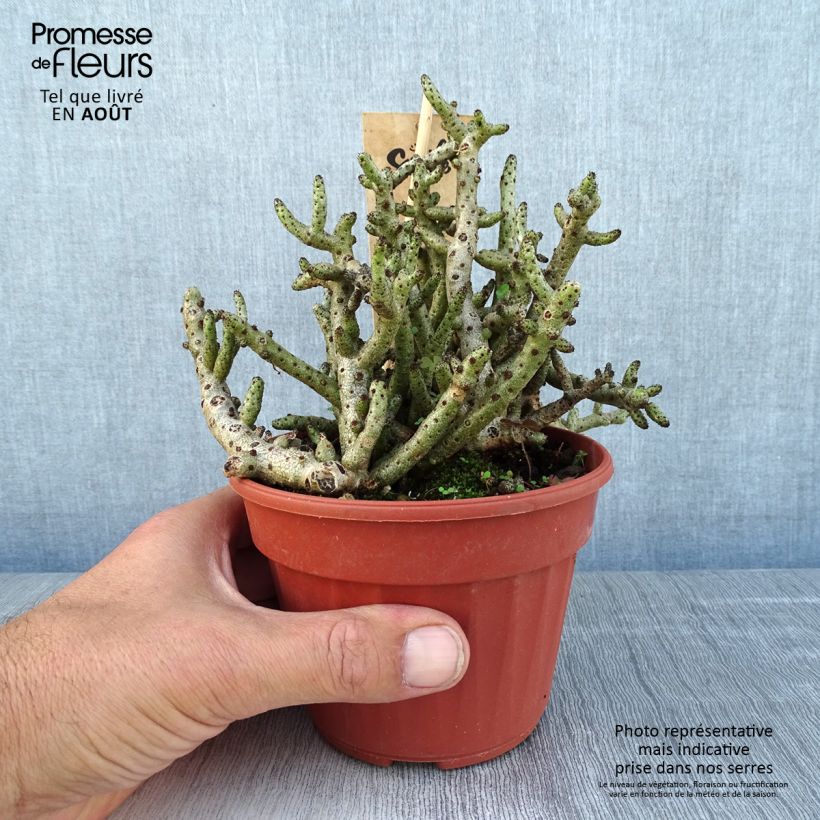 Amostra de Tylecodon bucholzianus Vaso de 12 cm/13 cm tal como entregue no verão