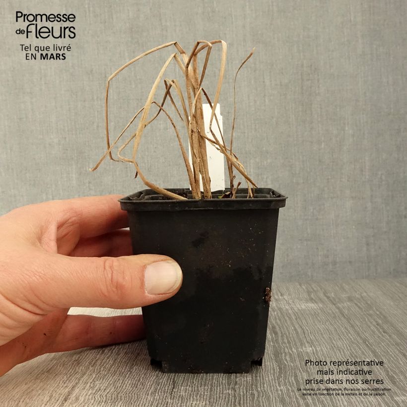 Amostra de Typha angustifolia Vaso de 8/9 cm tal como entregue na primavera