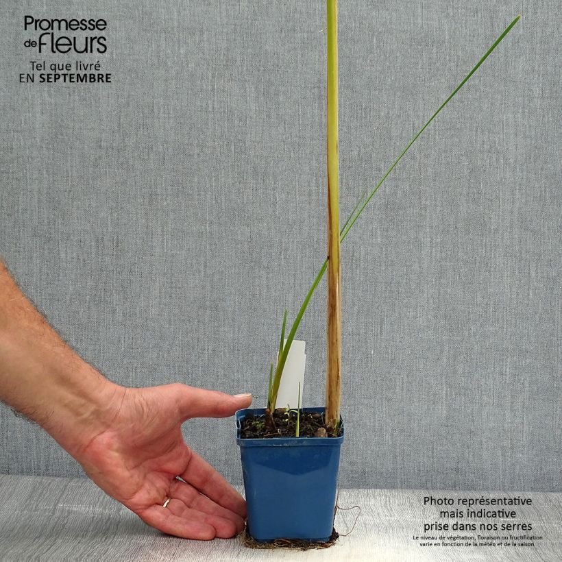 Amostra de Typha angustifolia Vaso de 8/9 cm tal como entregue no outono