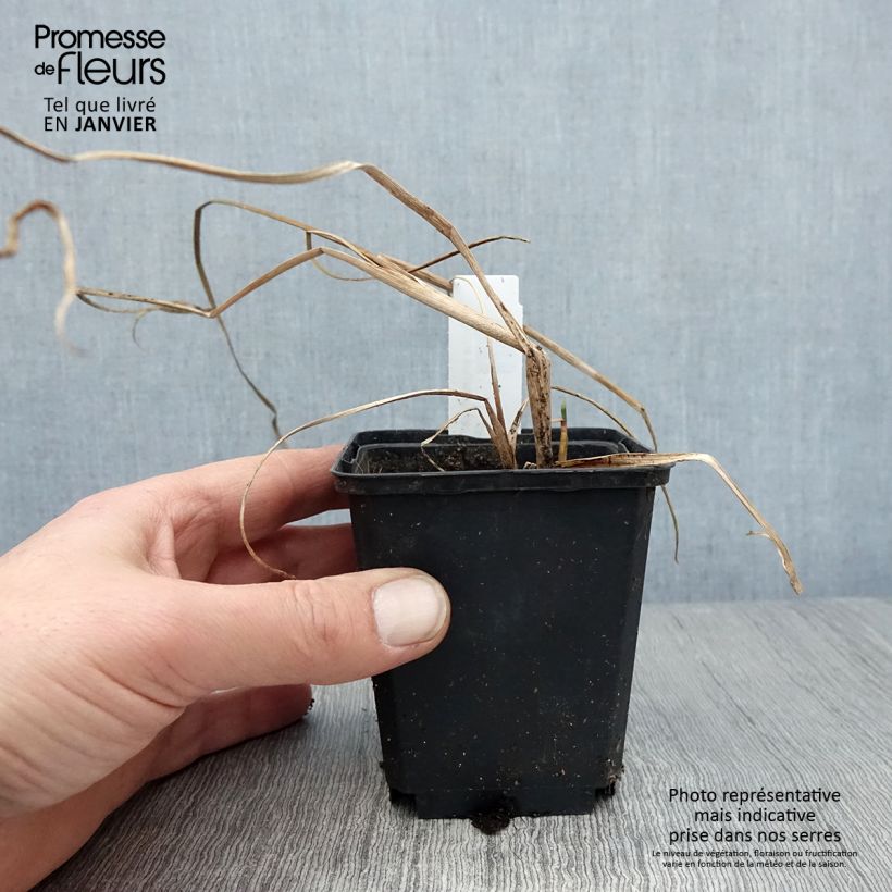 Amostra de Typha angustifolia - Massette à feuilles étroites Godet de 8/9 cm tal como entregue no inverno