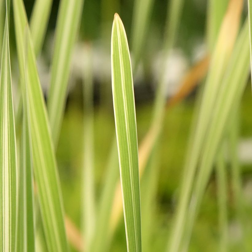 Typha latifolia Variegata (Folhagem)