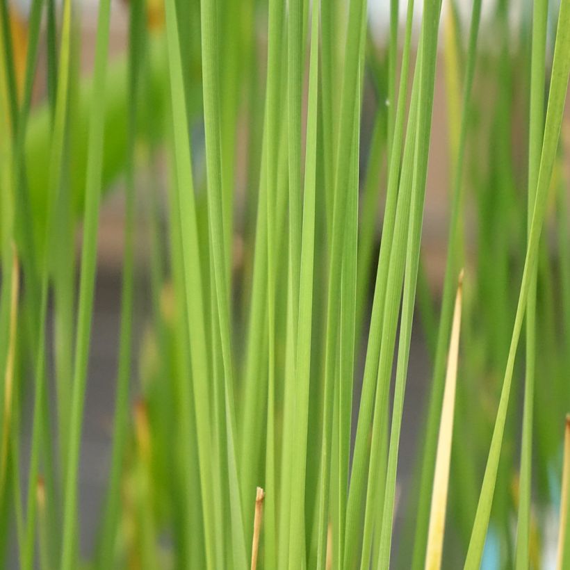 Typha laxmannii (Folhagem)
