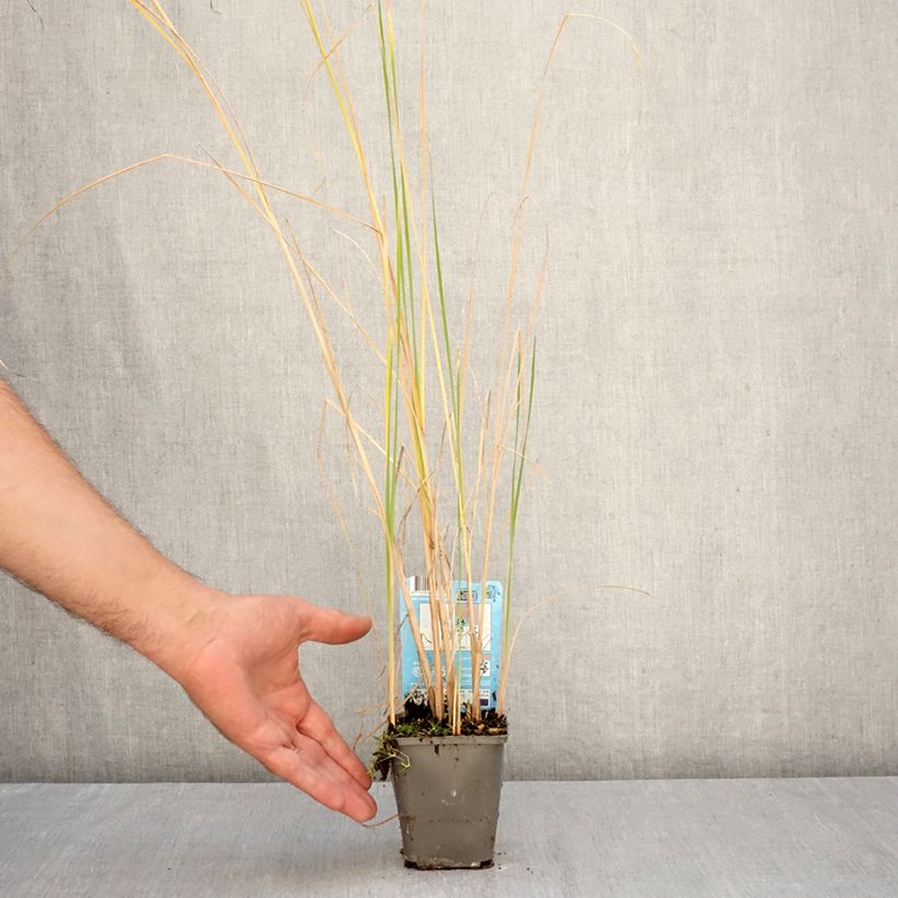 Amostra de Typha laxmannii Vaso de 8/9 cm tal como entregue no outono