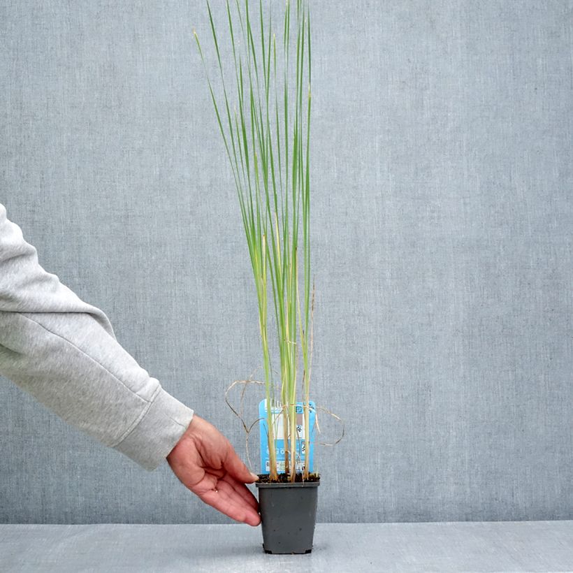 Amostra de Typha laxmannii Vaso de 8/9 cm tal como entregue no verão