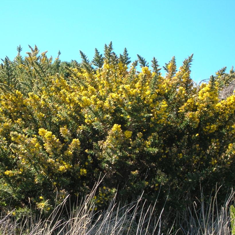 Ulex europaeus (Hábito)