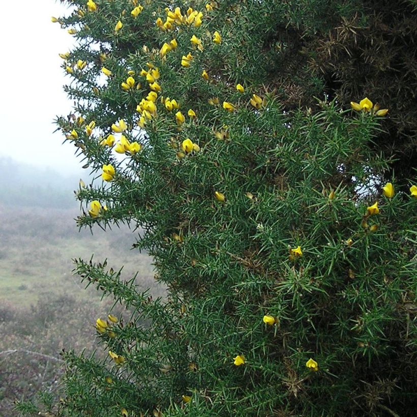 Ulex europaeus (Folhagem)