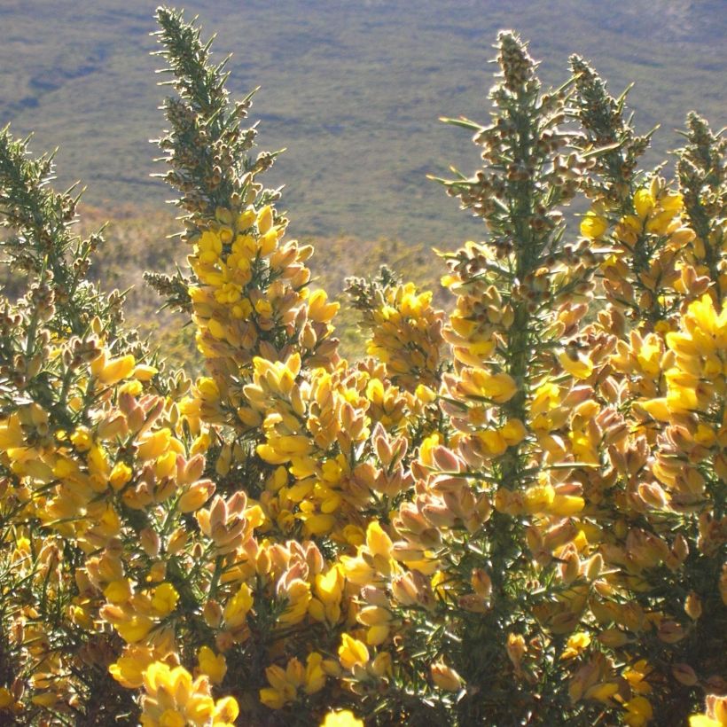Ulex europaeus (Floração)