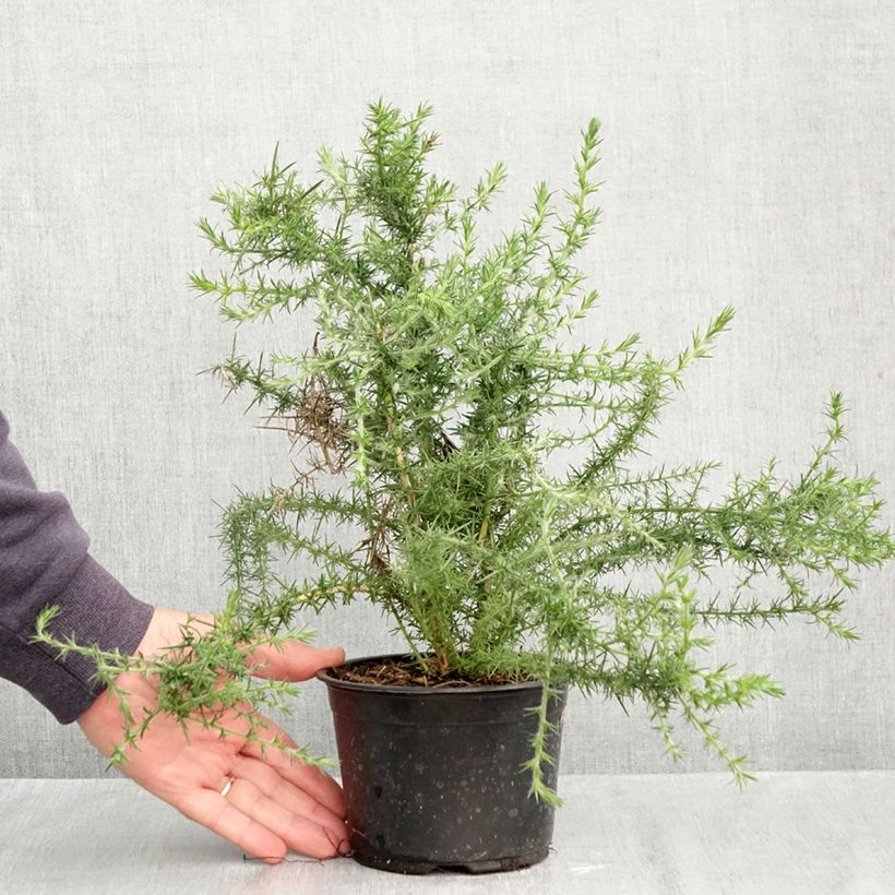 Amostra de Ulex europaeus Vaso de 1 L/1,5 L tal como entregue no outono