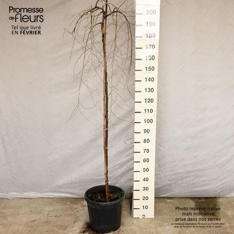 Amostra de Ulmus carpinifolia Pendula - Orme pleureur Vaso de 30 L/35 L tal como entregue no inverno