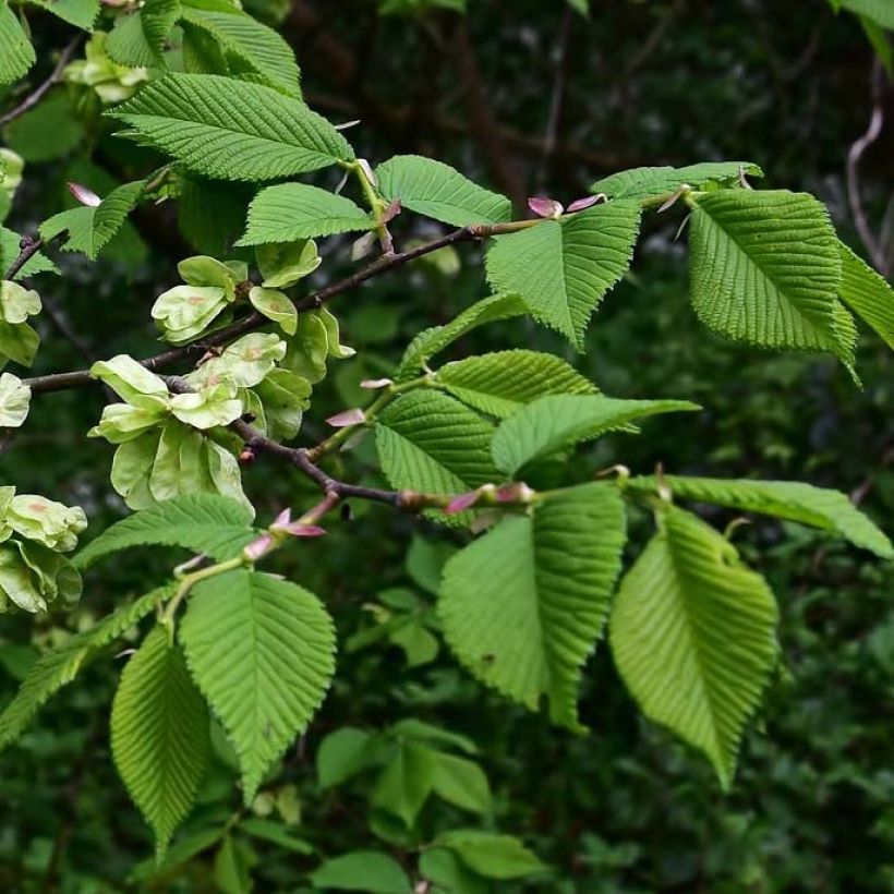 Ulmus glabra (Folhagem)
