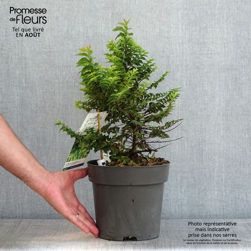 Amostra de Ulmus hollandica Jacqueline Hillier Vaso de 4 L/5 L, Arbusto tal como entregue no verão