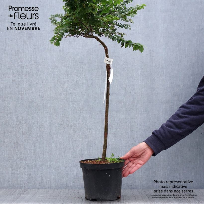 Amostra de Ulmus hollandica Jacqueline Hillier Vaso de 4 L/5 L, Haste tal como entregue no outono