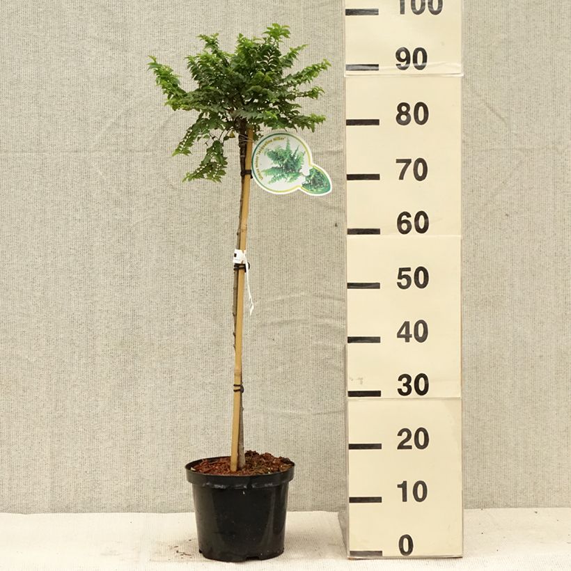 Amostra de Ulmus hollandica Jacqueline Hillier Vaso de 4 L/5 L, Haste tal como entregue no verão