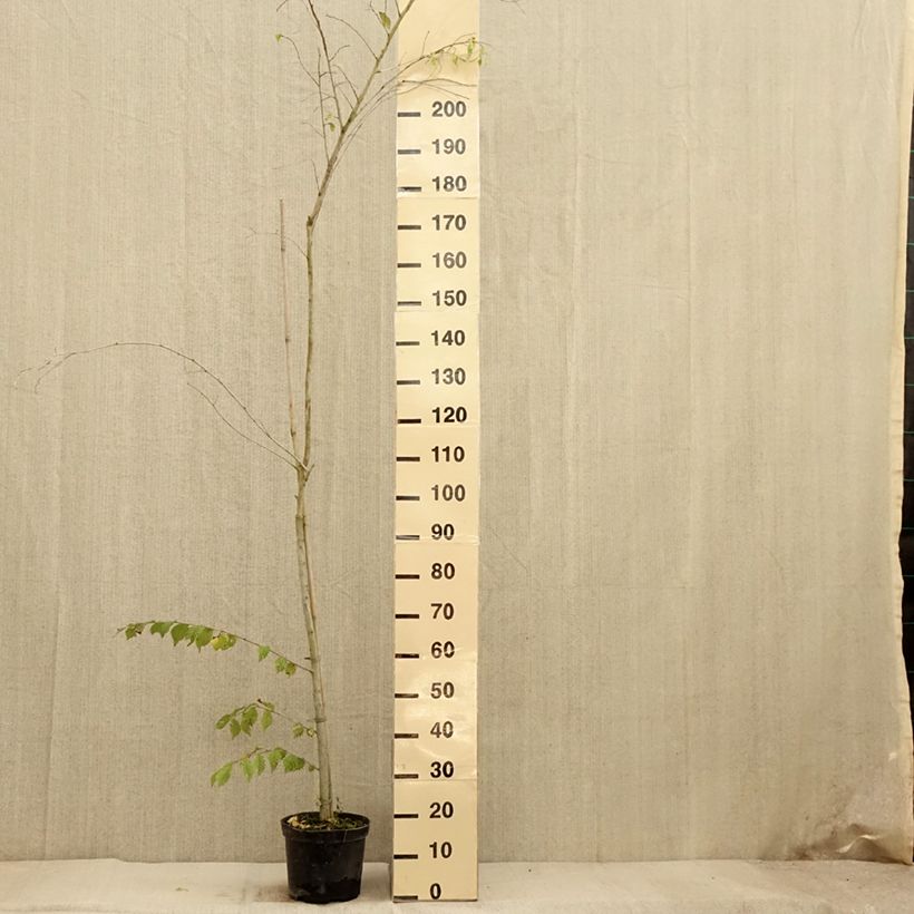 Amostra de Ulmus minor Argenteovariegata Vaso de 4 L/5 L, Haste tal como entregue no outono