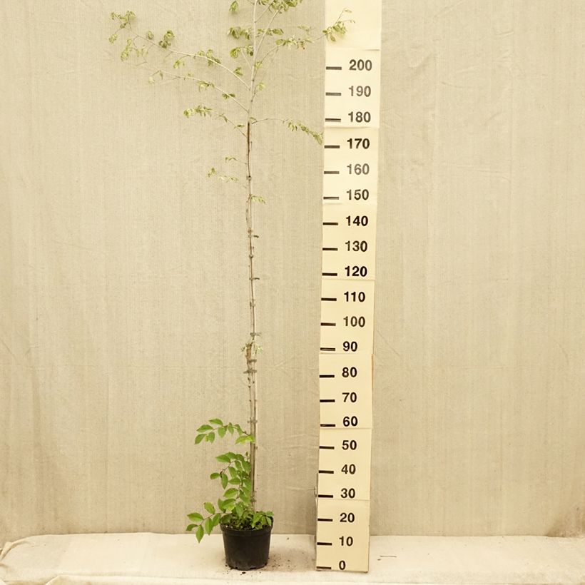 Amostra de Ulmus minor Argenteovariegata Vaso de 4 L/5 L, Haste tal como entregue no verão