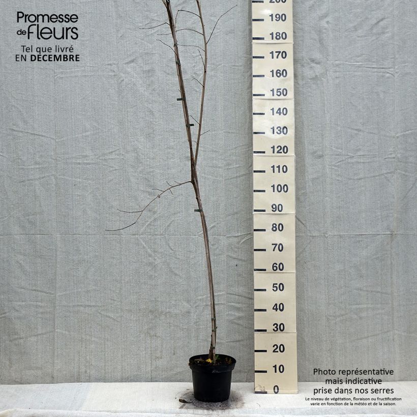 Amostra de Ulmus minor Argenteovariegata - Orme champêtre panaché Vaso de 4 L/5 L tal como entregue no inverno