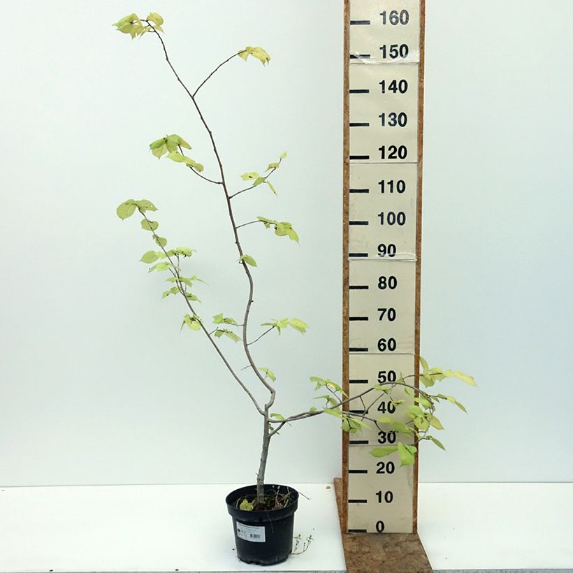 Amostra de Ulmus minor Louis van Houtte Vaso de 7,5 L/10 L tal como entregue no verão