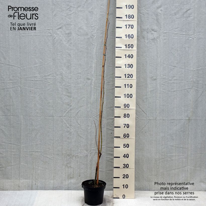 Amostra de Ulmus minor Louis van Houtte - Orme à petites feuilles Vaso de 7,5 L/10 L tal como entregue no inverno