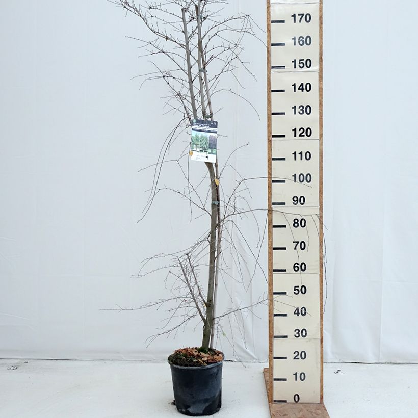 Amostra de Ulmus minor Vaso de 7,5 L/10 L tal como entregue no outono