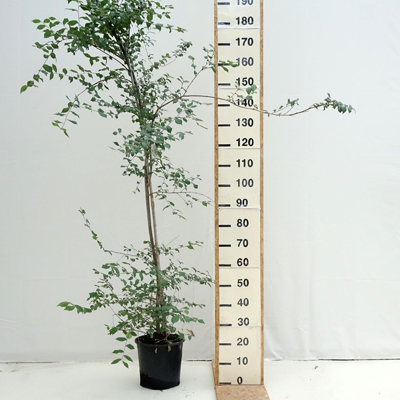 Amostra de Ulmus minor Vaso de 7,5 L/10 L tal como entregue no verão
