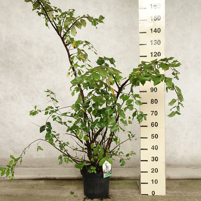 Amostra de Ulmus minor suberosa Vaso de 7,5 L/10 L tal como entregue no verão