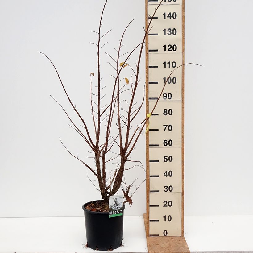 Amostra de Ulmus minor suberosa Vaso de 7,5 L/10 L tal como entregue no outono
