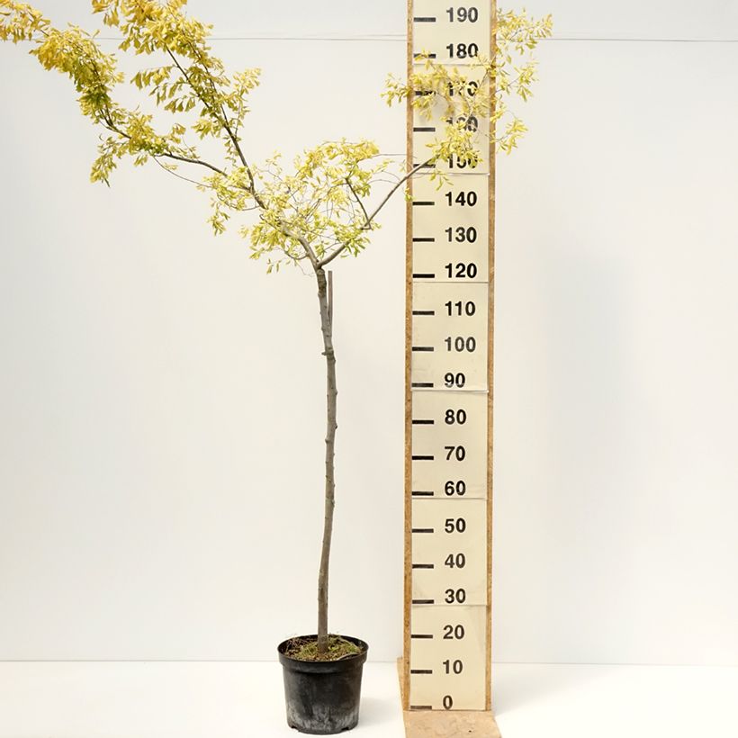 Amostra de Ulmus minor Viminalis Aurea Vaso de 4 L/5 L, Haste tal como entregue na primavera